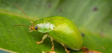 How to Get Rid of Lilly Pilly Beetles Naturally